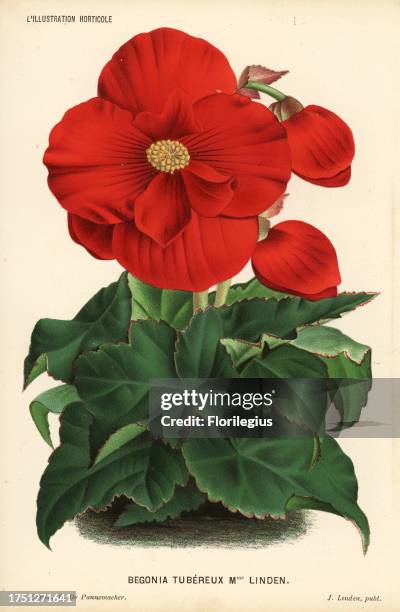 Begonia variety, Madame Linden. Chromolithograph by P. De Pannemaeker from Jean Linden's l'Illustration Horticole, Brussels, 1884. .