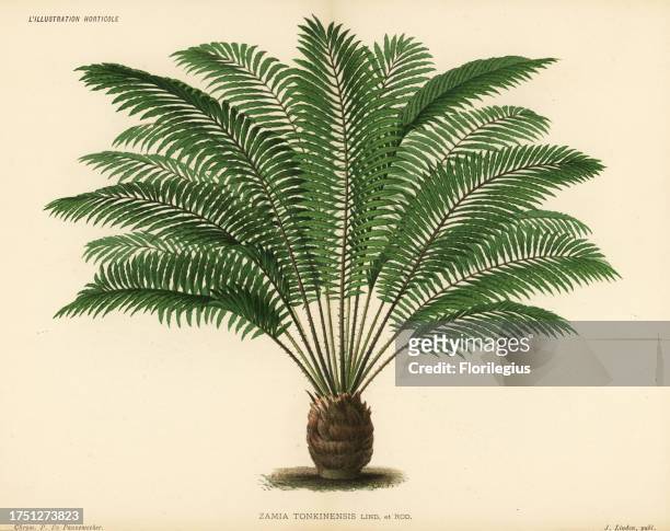 Zamia tonkinensis. Chromolithograph by Pieter de Pannemaeker from Jean Linden's l'Illustration Horticole, Brussels, 1885. .