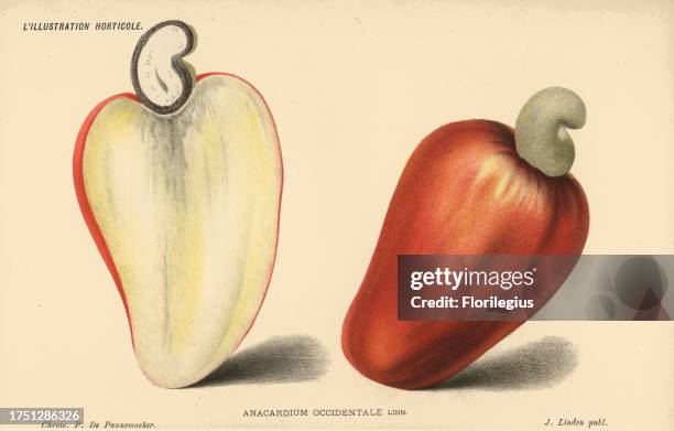 Cashew nut, Anacardium occidentale. Chromolithograph by Pieter de Pannemaeker from Jean Linden's l'Illustration Horticole, Brussels, 1885. .