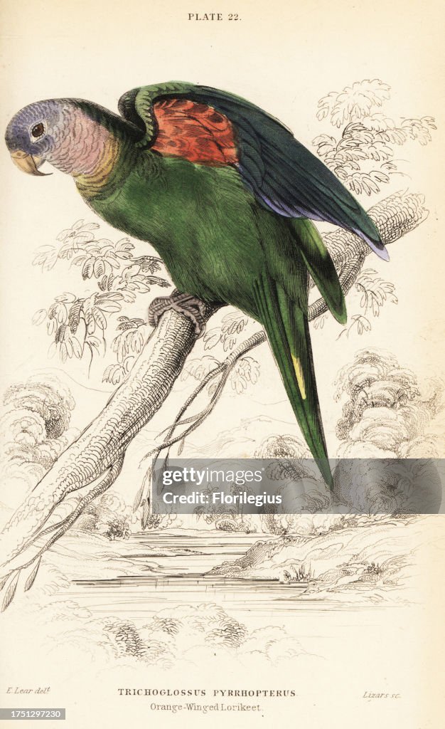 Orange-winged amazon, Amazona amazonica