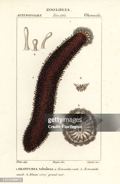 Cotton-spinner or tubular sea cucumber, Holothuria tubulosa. Oloturia tubulosa. Handcoloured copperplate stipple engraving from Antoine Laurent de...
