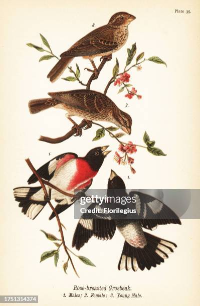 Rose-breasted grosbeak, Pheucticus ludovicianus. Males 1, female 2, young male 3. Chromolithograph after an ornithological illustration by John James...