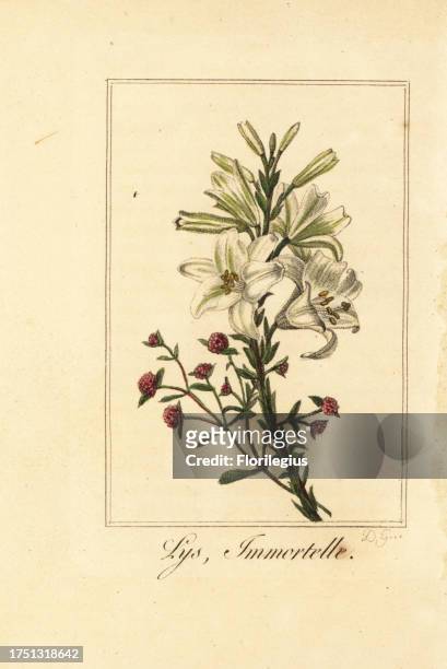 Lily and red everlasting, Lys et immortelle, Lilium candidum and Helichrysum sanguineum. Handcoloured copperplate engraving by D.G. After an...