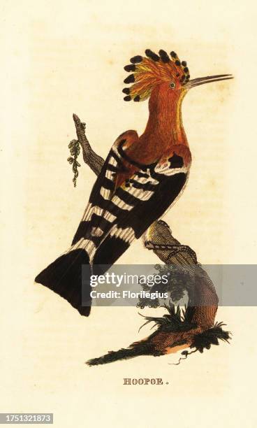 Common hoopoe, Upupa epops. Hoopoe. Handcoloured woodblock engraving after an illustration by Edward Donovan from The Natural History of Birds,...