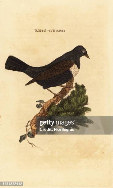 Ring ouzel, Turdus torquatus. Ring-ouzel. Handcoloured woodblock engraving after an illustration by Edward Donovan from The Natural History of Birds,...