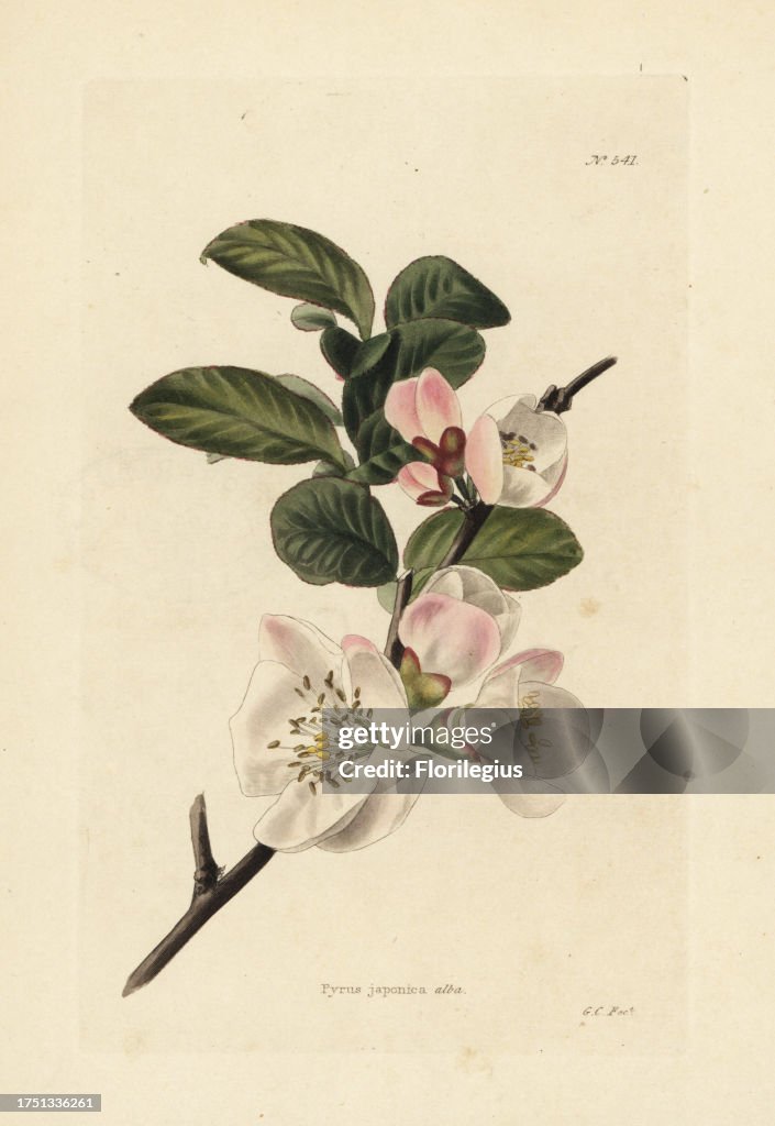Japanese quince blossom, Chaenomeles japonica (Pyrus japonica alba). Handcoloured copperplate engraving by George Cooke from Conrad Loddiges' Botanical Cabinet, Hackney, London, 1821