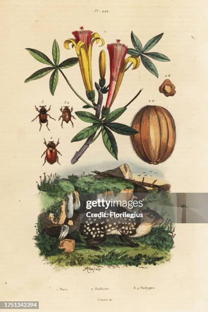 Insecta Paca 25 Cuniculus Paca Stock Photos, High-Res Pictures, and Images - Getty ...