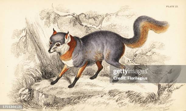 Gray fox, Urocyon cinereoargenteus. . Handcoloured steel engraving by William Lizars from a drawing by Colonel Charles Hamilton Smith from his volume...