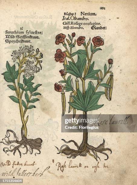 Wild fuller's herb, Saponaria officinalis and oleander, Nerium oleander. Handcoloured woodblock engraving of a botanical illustration from Adam...