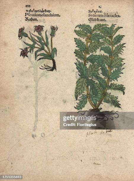 Corncockle, Agrostemma githago, and woundwort, Stachys heraclea. Handcoloured woodblock engraving of a botanical illustration from Adam Lonicer's...