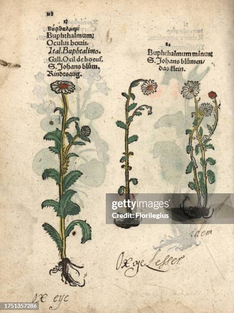 Ox-eye daisy, Buphthalmum salicifolium, and lesser ox-eye, Buphthalmum minus. Handcoloured woodblock engraving of a botanical illustration from Adam...