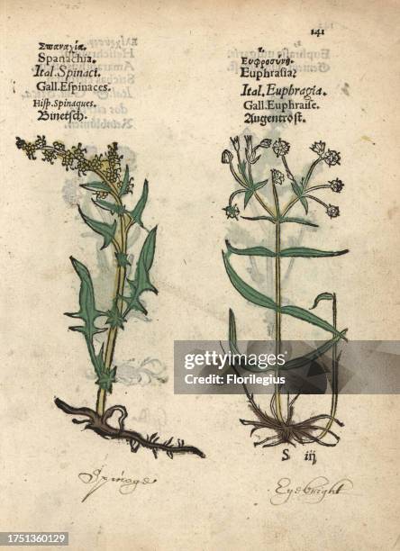 Spinach, Spinachia oleracea, and eyebright, Euphrasia species. Handcoloured woodblock engraving of a botanical illustration from Adam Lonicer's...