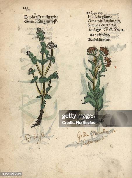 Eyebright, Euphrasia rostkoviana, and heal-all, Stachys citrina. Handcoloured woodblock engraving of a botanical illustration from Adam Lonicer's...