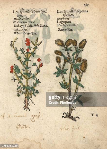 Sweet clover species, Melilotus officinalis, and tuberous hawkbit, Leontodon tuberosus. Handcoloured woodblock engraving of a botanical illustration...