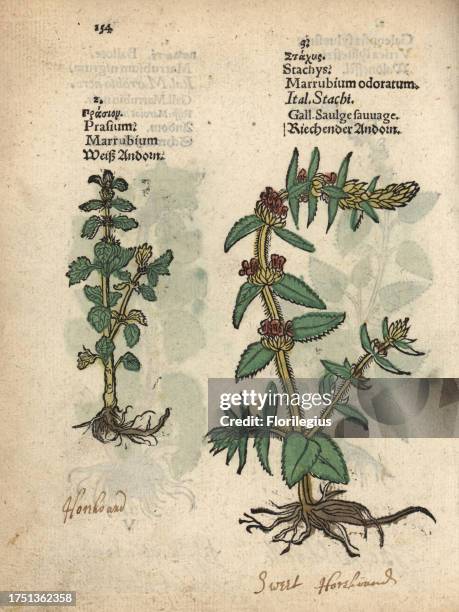 Common horehound, Marrubium vulgare, and downy woundwort, Stachys germanica. Handcoloured woodblock engraving of a botanical illustration from Adam...
