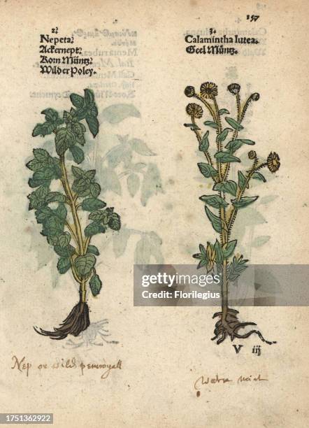 Lesser calamint, Calamintha nepeta, and yellow calamint, Calamintha lutea. Handcoloured woodblock engraving of a botanical illustration from Adam...
