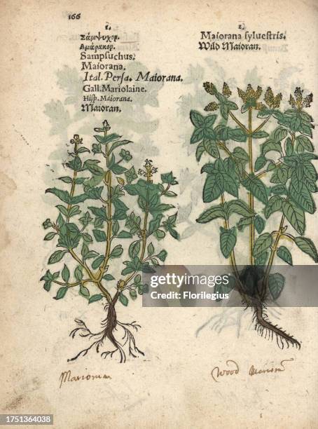 Marjoram, Origanum majorana, and wild marjoram or oregano, Origanum vulgare. Handcoloured woodblock engraving of a botanical illustration from Adam...