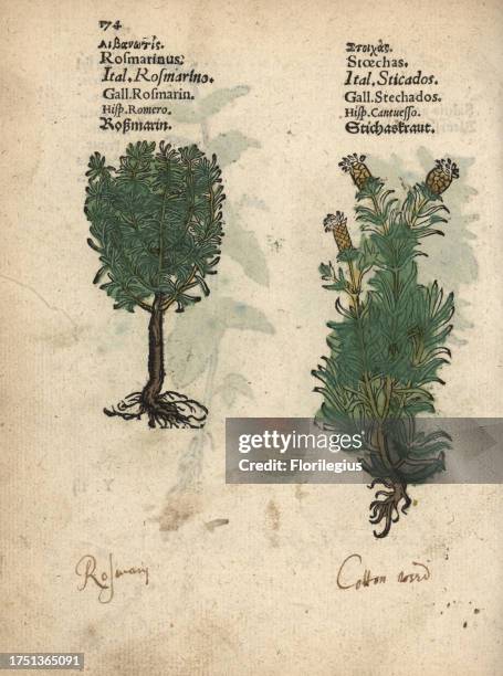 Rosemary, Rosmarinus officinalis, and French lavender, Lavandula stoechas. Handcoloured woodblock engraving of a botanical illustration from Adam...