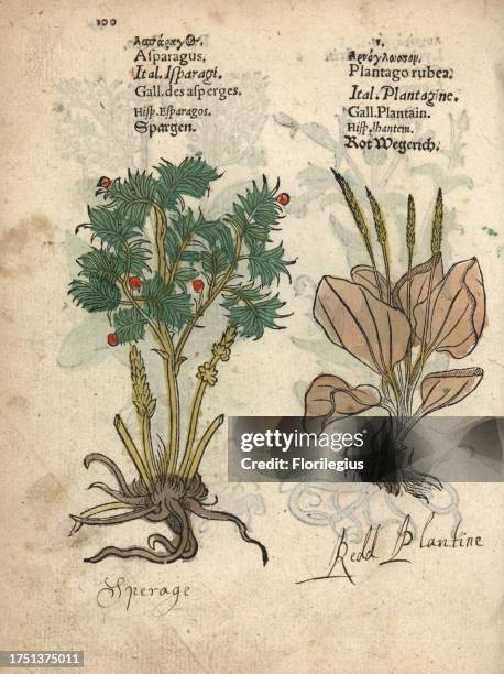 Asparagus, Asparagus officinalis, and red plantain, Plantago major rubrifolia. Handcoloured woodblock engraving of a botanical illustration from Adam...