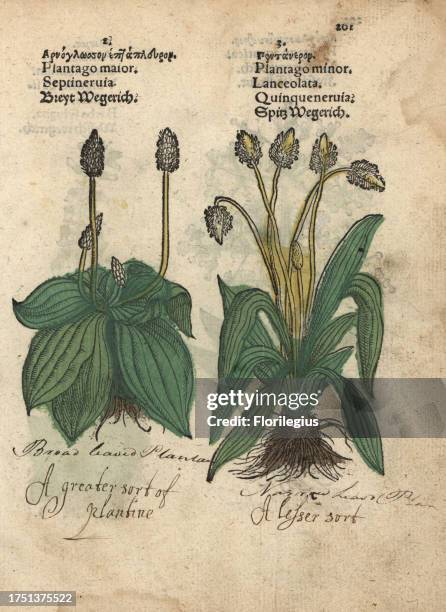 Plantain, Plantago major, and ribwort plantain, Plantago lanceolata. Handcoloured woodblock engraving of a botanical illustration from Adam Lonicer's...