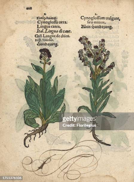 Houndstongue species, Cynoglossum officinale. Handcoloured woodblock engraving of a botanical illustration from Adam Lonicer's Krauterbuch, or...