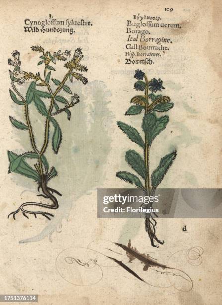 Wild houndstongue, Cynoglossum officinalis, and borage, Borago officinalis. Handcoloured woodblock engraving of a botanical illustration from Adam...