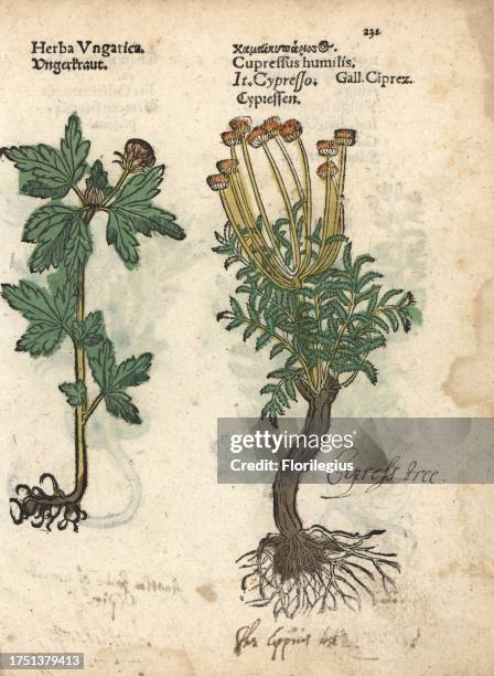 Tree mallow, Malva arborea, and cypress tree, Cupressus sempervirens. Handcoloured woodblock engraving of a botanical illustration from Adam...