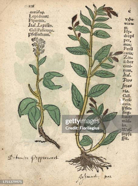 Pepperwort, Lepidium latifolium, and waterpepper, Persicaria hydropiper. Handcoloured woodblock engraving of a botanical illustration from Adam...