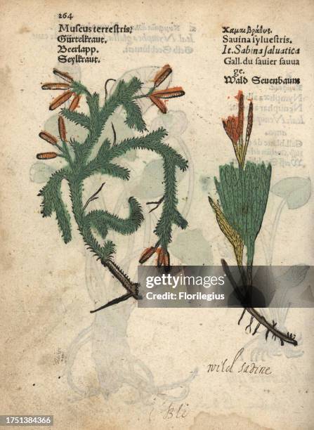 Clubmoss, Lycopodium clavatum, and alpine clubmoss, Lycopodium alpinum. Handcoloured woodblock engraving of a botanical illustration from Adam...