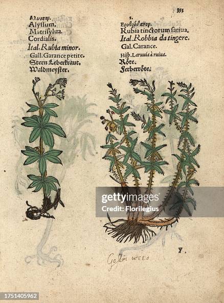 Sweetscented bedstraw, Galium odoratum, and dyer's madder, Rubia tinctorum. Handcoloured woodblock engraving of a botanical illustration from Adam Lonicer's Krauterbuch, or Herbal, Frankfurt, 1557. This from a 17th century pirate edition or atlas of illus Sweetscented bedstraw, Galium odoratum, and dyer's madder, Rubia tinctorum. Handcoloured woodblock engraving of a botanical illustration from Adam Lonicer's Krauterbuch, or Herbal, Frankfurt, 1557. This from a 17th century pirate edition or atlas of illus