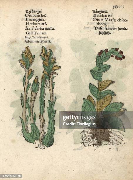 Broomrape, Orobanche minor, and foxglove, Digitalis purpurea. Handcoloured woodblock engraving of a botanical illustration from Adam Lonicer's...