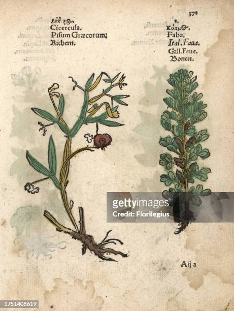 Everlasting pea, Lathyrus latifolius, and broad bean, Vicia faba. Handcoloured woodblock engraving of a botanical illustration from Adam Lonicer's...