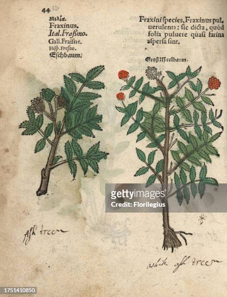 Ash tree, Fraxinus species. Handcoloured woodblock engraving of a botanical illustration from Adam Lonicer's Krauterbuch, or Herbal, Frankfurt, 1557....