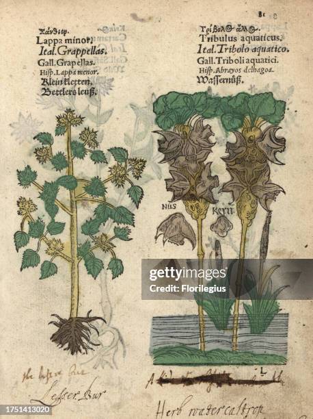 Lesser burdock, Arctium minus, and water chestnut, Trapa natans. Handcoloured woodblock engraving of a botanical illustration from Adam Lonicer's...