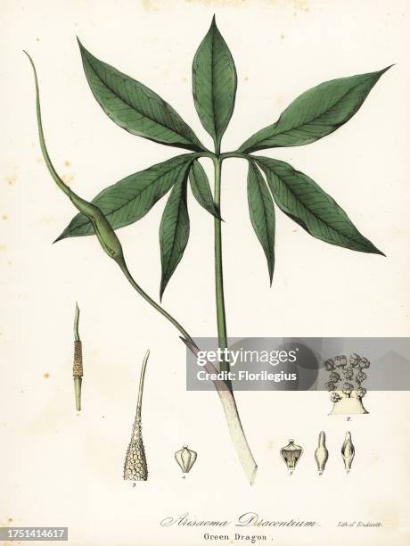 Green dragon or dragon-root, Arisaema dracontium. Handcoloured lithograph by Endicott after a botanical illustration from John Torrey’s A Flora of...