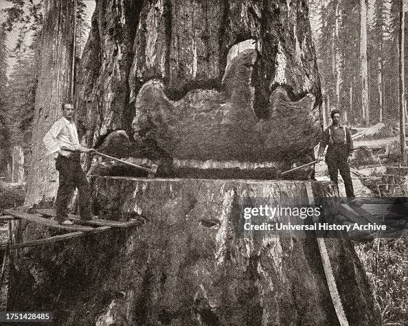 Cutting down a giant California Redwood tree in the late 19th century