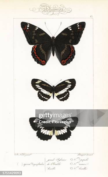 Poplar admiral, Limenitis populi, common glider, Neptis sappho, and Hungarian glider, Neptis rivularis. Handcoloured steel engraving by the Pauquet...