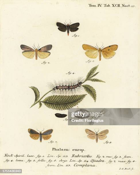 Red-necked footman, Atolmis rubricollis 1,, four-spotted footman, Lithosia quadra 2-6, and buff footman, Katha depressa 7,9. Handcoloured copperplate...