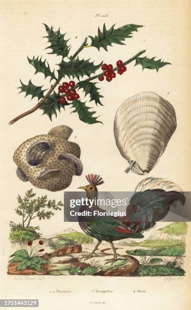 Crested fireback, Lophura ignita 3, holly, Ilex aquifolium 4, and coral scallops, Pedum spondyloideum 1,2. Houlette, Houppifere, Houx. Handcoloured...