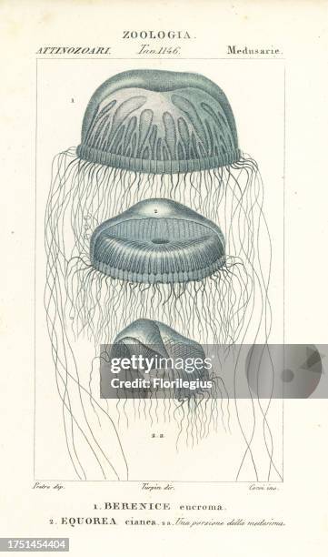 Naked-eye medusa jellyfish, Berenix euchroma 1 and crystal jelly, Aequorea cyanea 2. Handcoloured copperplate stipple engraving from Antoine Laurent...