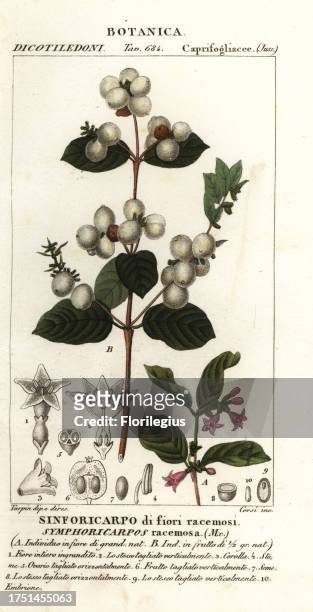 Snowberry, Symphoria racemosa Handcoloured copperplate stipple engraving from Antoine Laurent de Jussieu's Dizionario delle Scienze Naturali,...