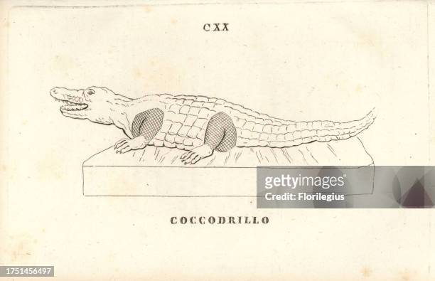 Statue of a crocodile. Copperplate engraving from Pietro Paolo Montagnani-Mirabili's Il Museo Capitolino , Rome, 1820.