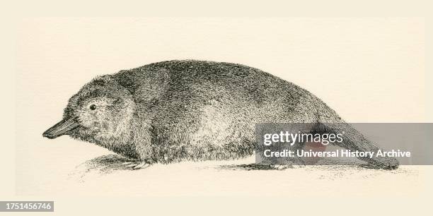 Australian Duck-billed platypus. Ornithorhynchus anatinus. From The National Encyclopaedia, published c.1890.