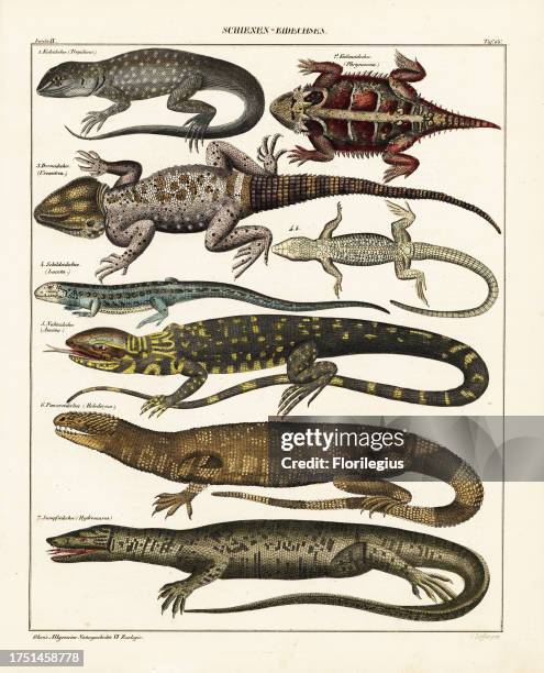 Lava lizard, Tropidurus torquatus, desert horned lizard, Phrynosoma platyrhinos, stellion, Stellagama stellio, Sudan plated lizard, Gerrhosaurus...