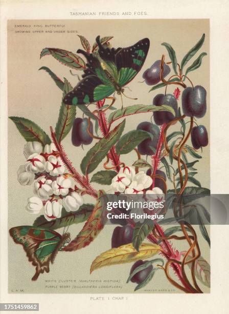Copperleaf snowberry, Gaultheria hispida, and purple berry, Billardiera longiflora. With emerald king butterfly, Papilio palinurus. Chromolithograph...