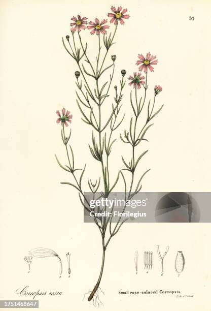 Small rose-coloured coreopsis, Coreopsis rosea. Handcoloured lithograph by Endicott after a botanical illustration from John Torrey’s A Flora of the...