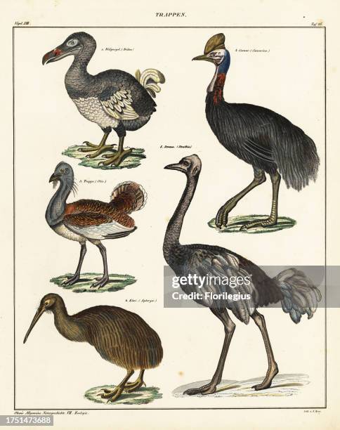 Dodo, Raphus cucullatus , ostrich, Struthio camelus, great bustard, Otis tarda , cassowary, Casuarius casuarius , and North Island brown kiwi,...