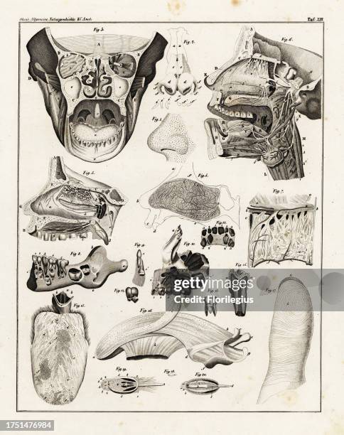 Anatomy of the human nose, mouth, tongue, jaw and teeth, showing the senses of taste, smell and touch. Lithograph from Lorenz Oken's Universal...