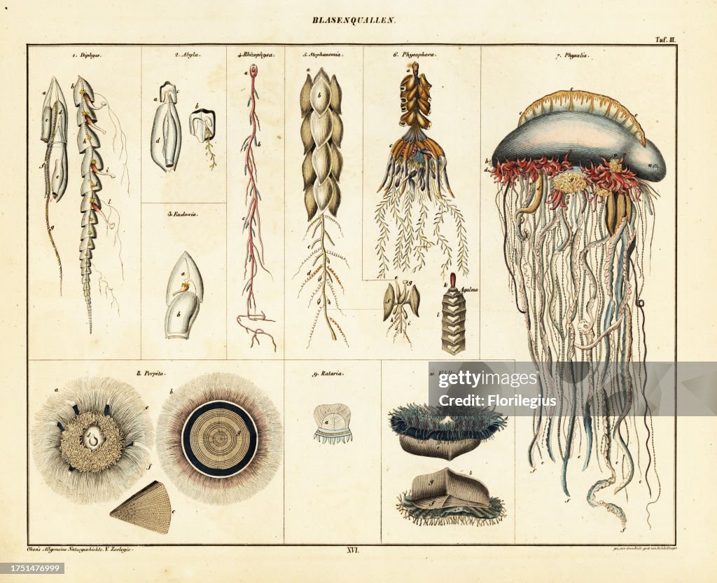 Varieties of jellyfish, siphonophores and medusae. Including Portuguese man o'war, Physalia physalis, Physophora hydrostatica, sea raft jellyfish, Velella velella, and blue button, Porpita porpita. Lithograph from Lorenz Oken's Universal Natural History,