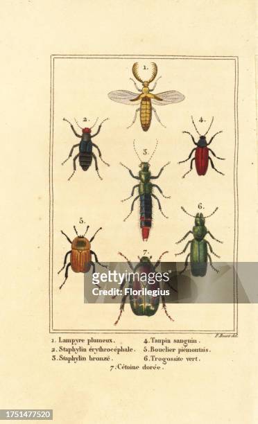 Lampyris beetle, rove beetle, Staphylinus erythropterus 2, Staphylinus species 3, Ampedus sanguineus 4, Silpha pedemonta 5, Temnoscheila virescens 6,...